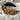 Nordik Beauty Faux Fur Animal Print Headband image 1